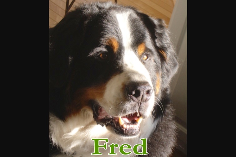 Fred Himself